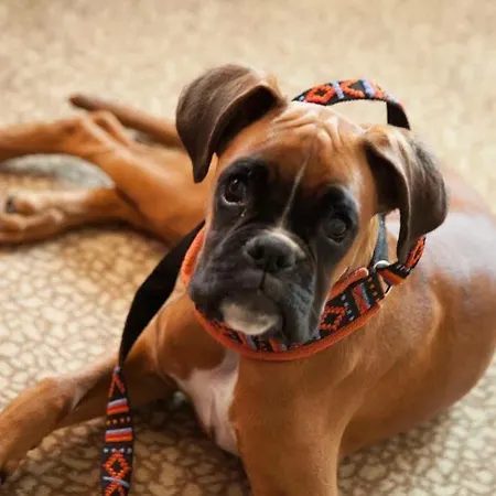 Einklang - Dein Am Suedhorn מלון 3*